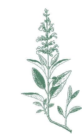 Salbei